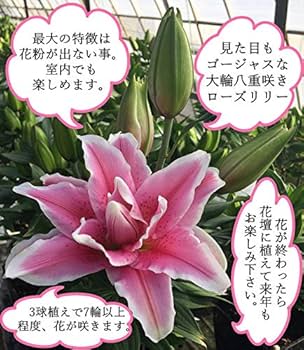 51FibbZW+6L._AC_UF350, 51FibbZW+6L._AC_UF350,